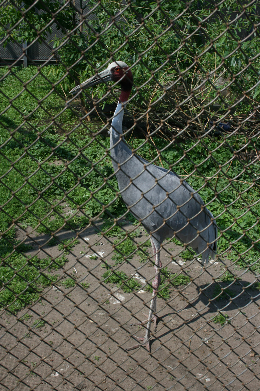 stork bars zoo free photo