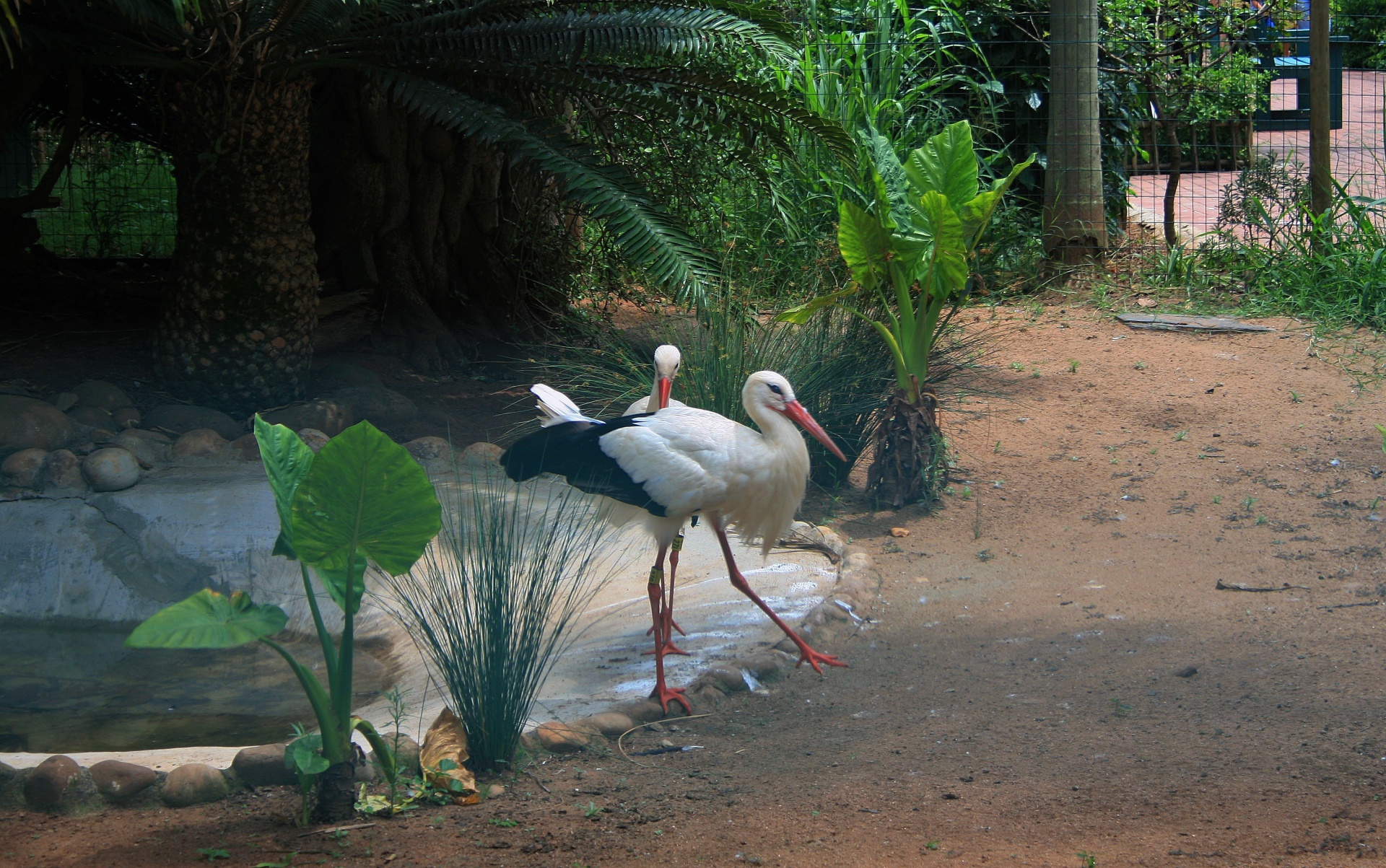 bird stork white free photo