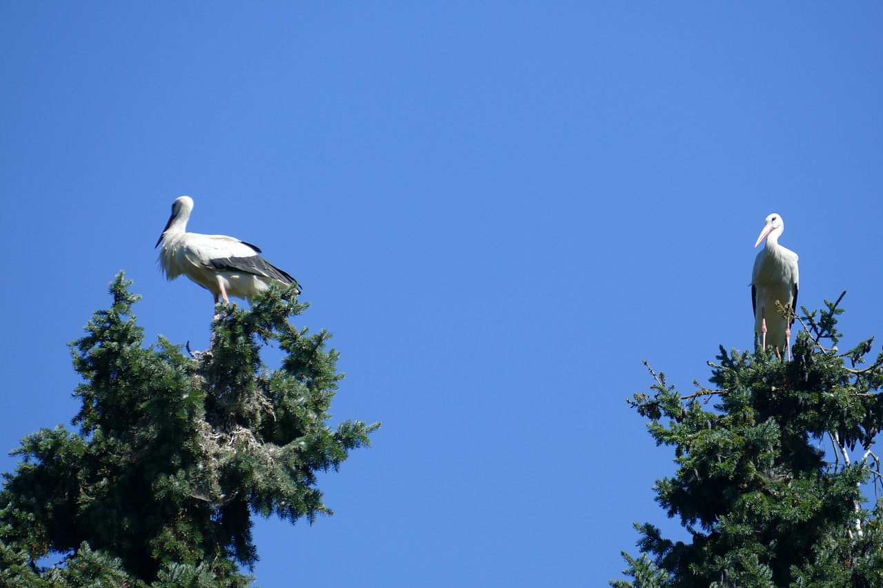 stork couple bird park walsrode free photo