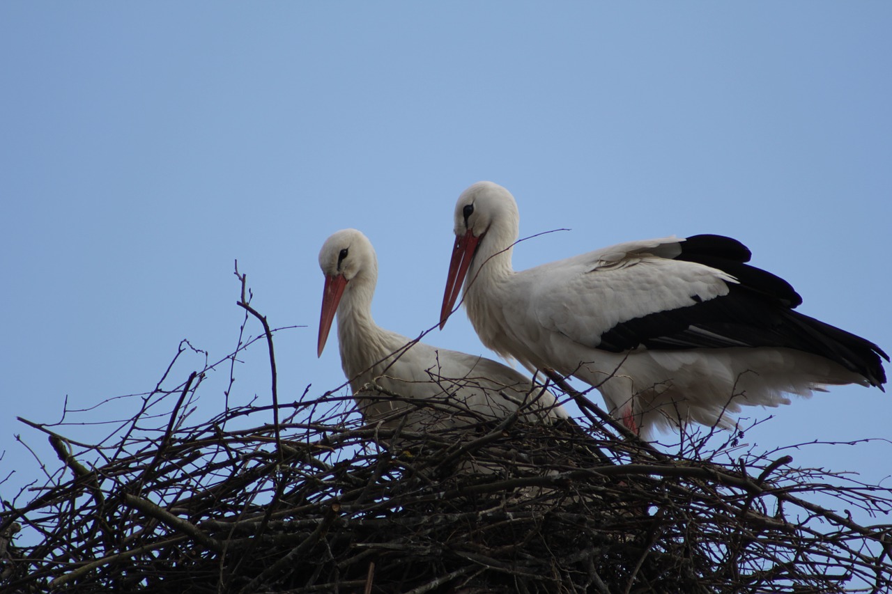 stork couple horst breed free photo