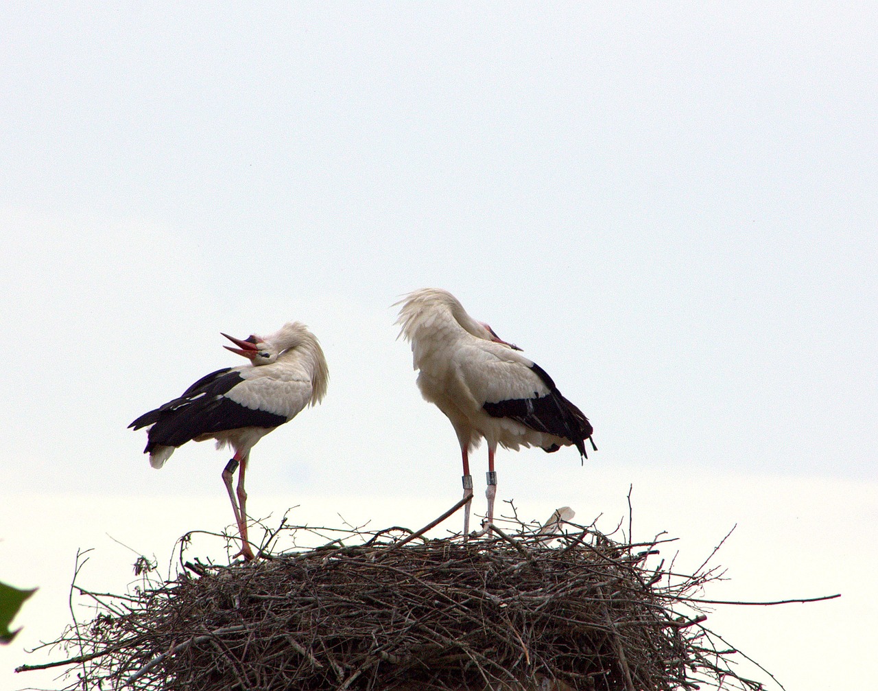 stork couple welcome ritual free photo