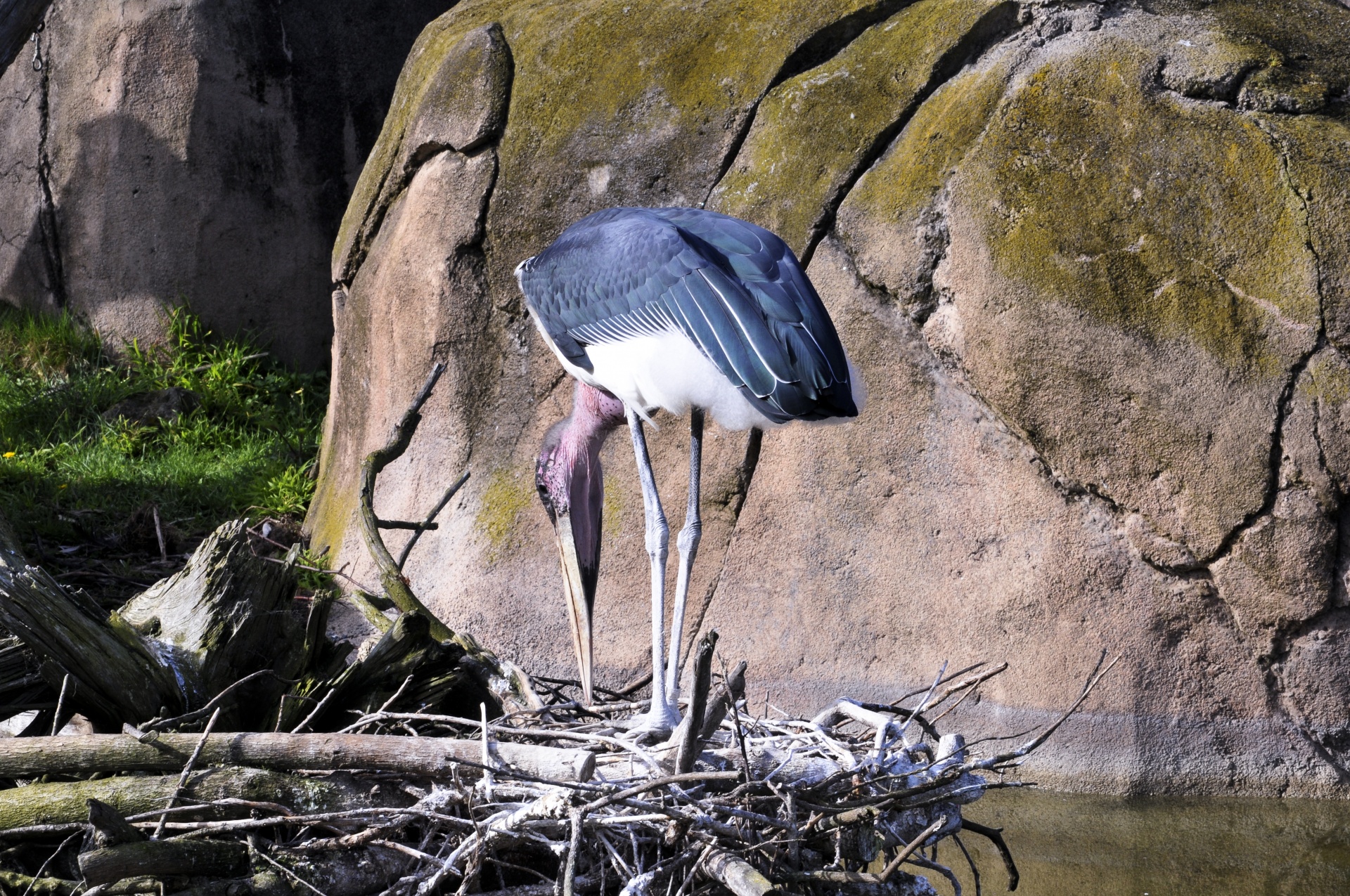 stork storks bird free photo