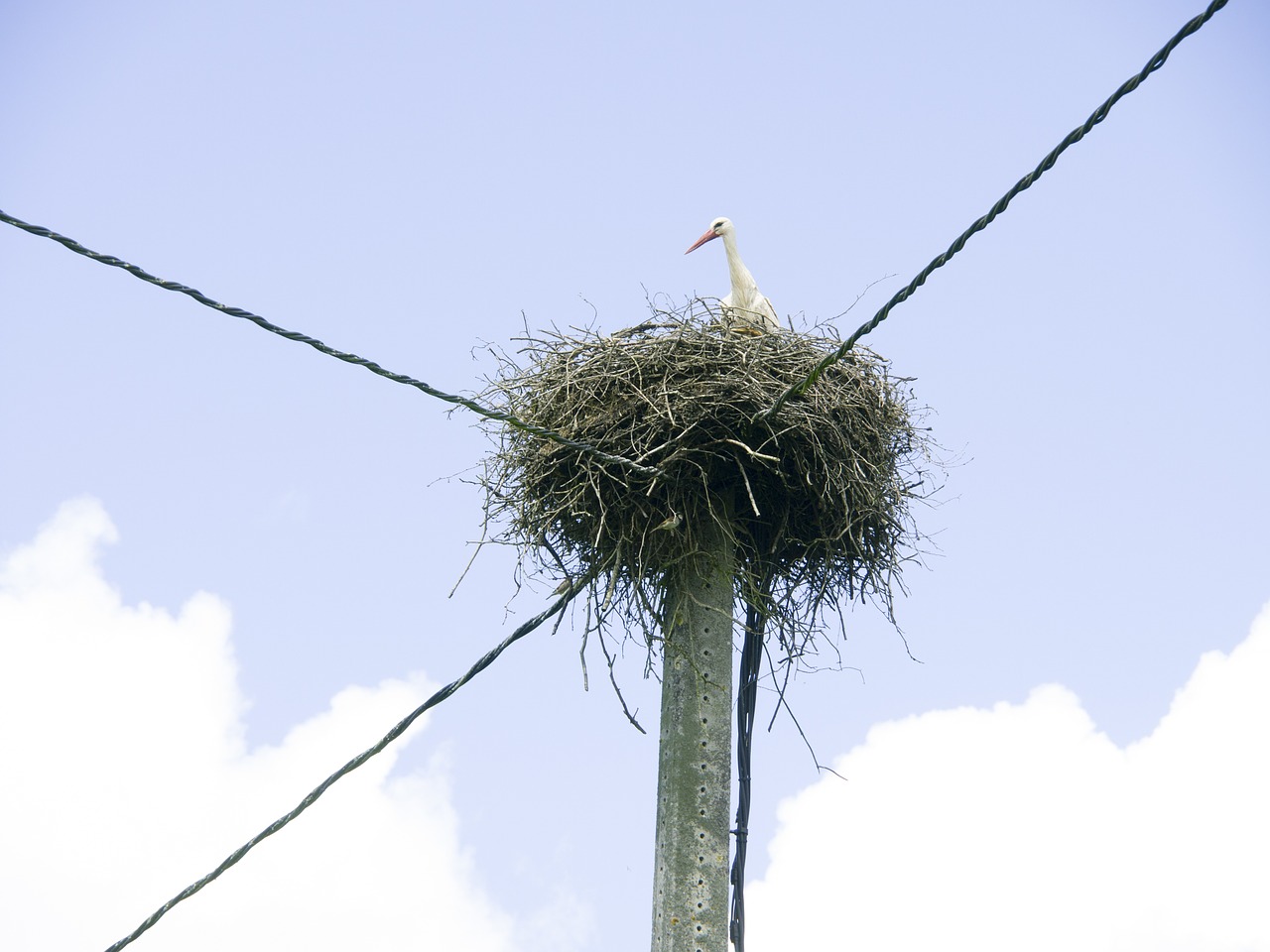 stork nest post castro read riveras free photo