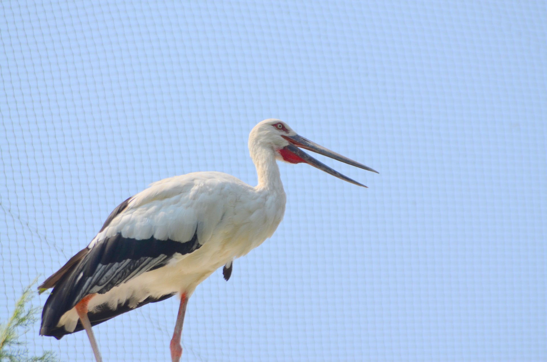 animals stork bird free photo