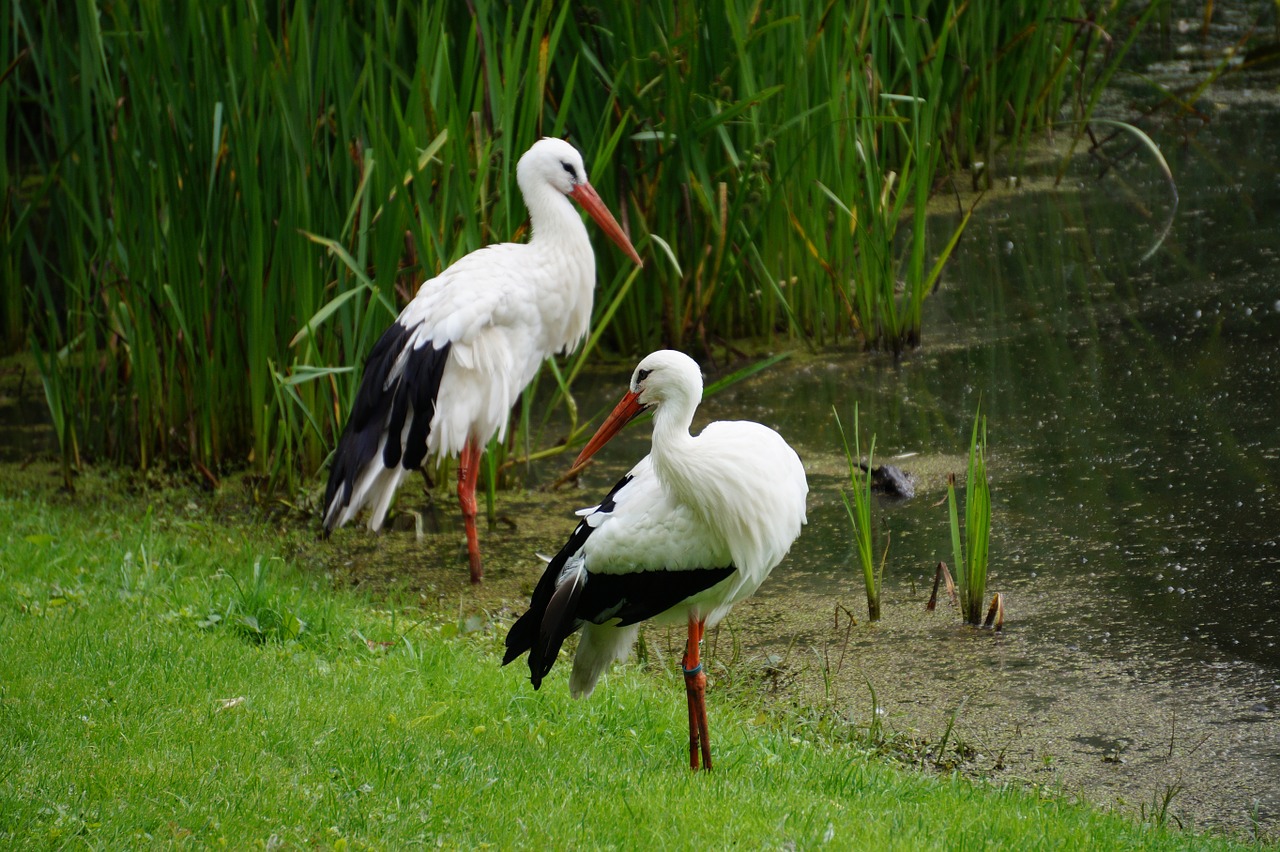 storks pond park free photo