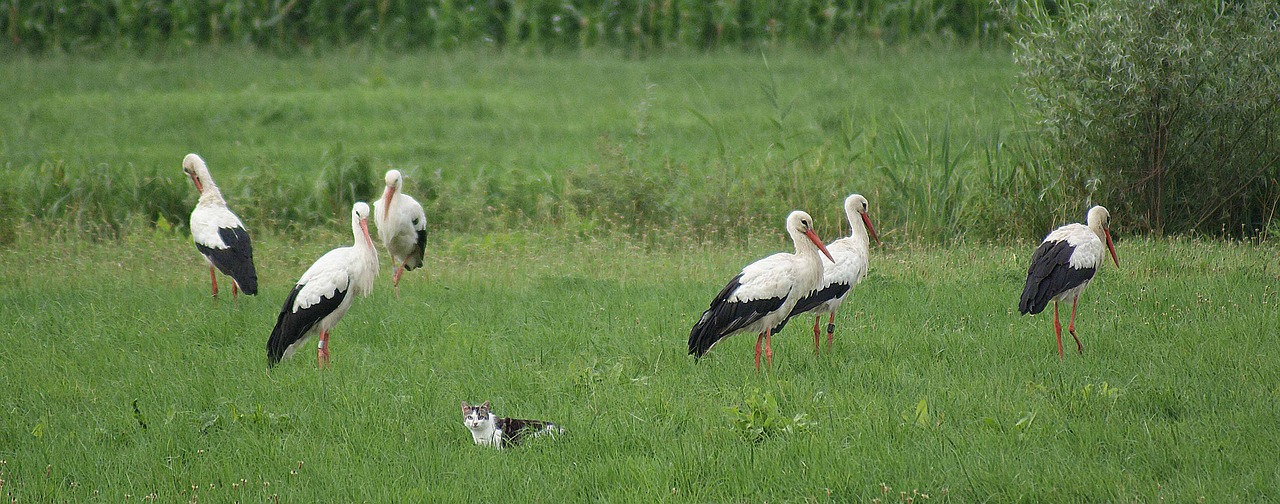 storks cat polder free photo
