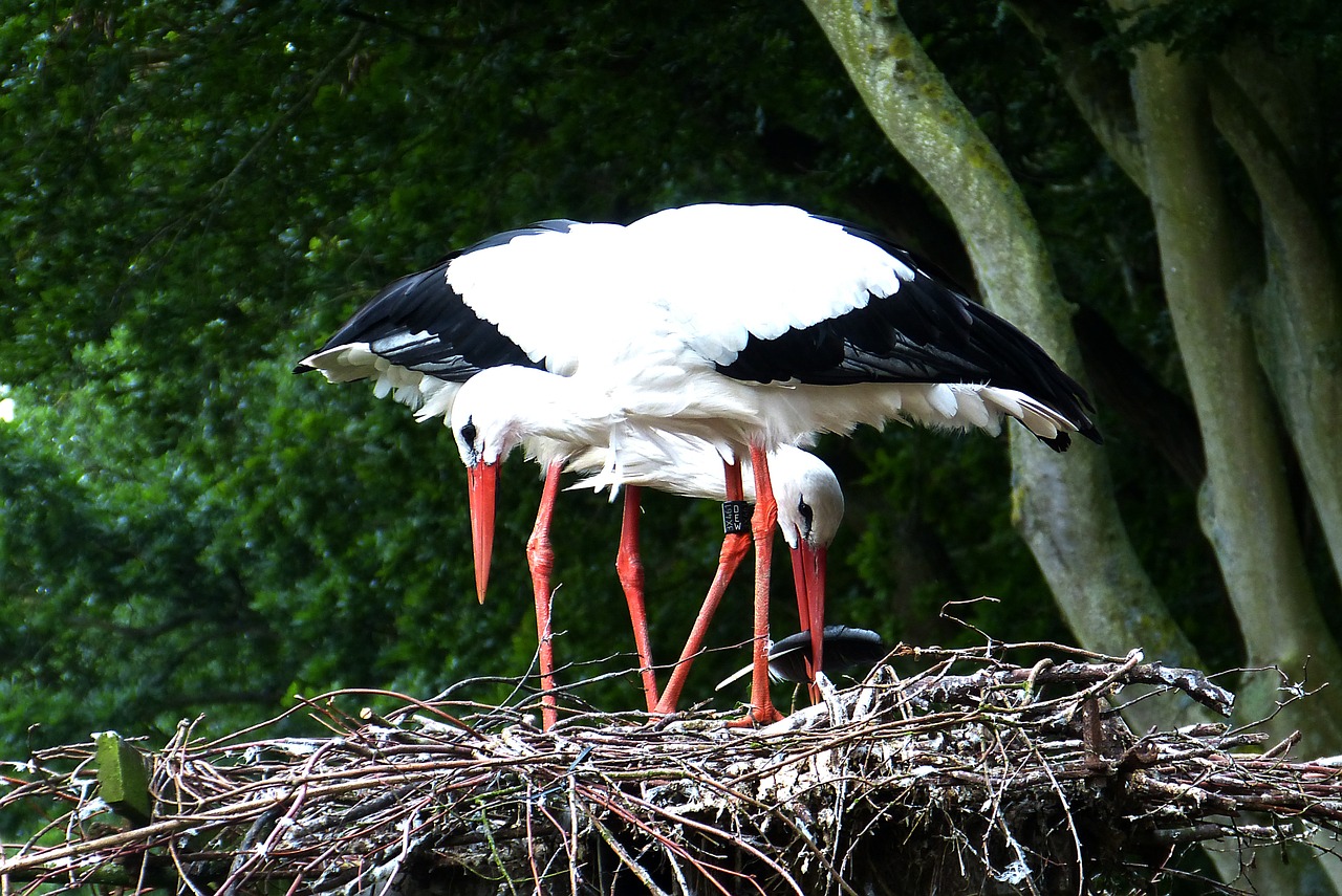 storks nest rearing free photo