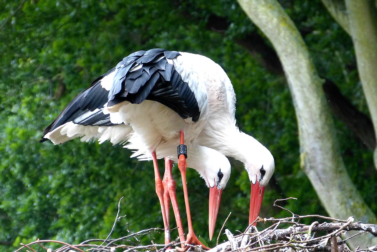 storks stork bird free photo