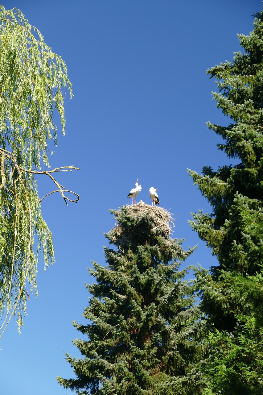 storks treetop nest cherish free photo