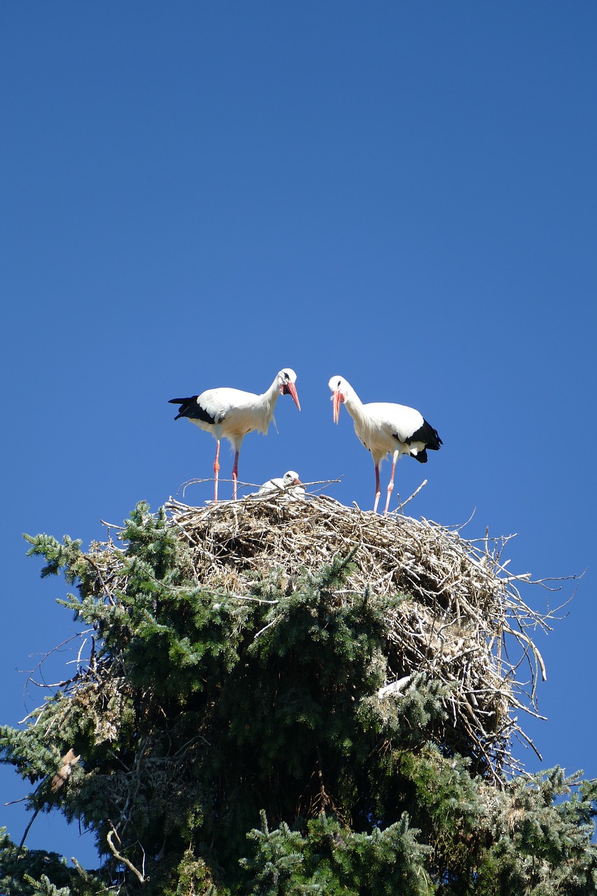 storks treetop nest cherish free photo