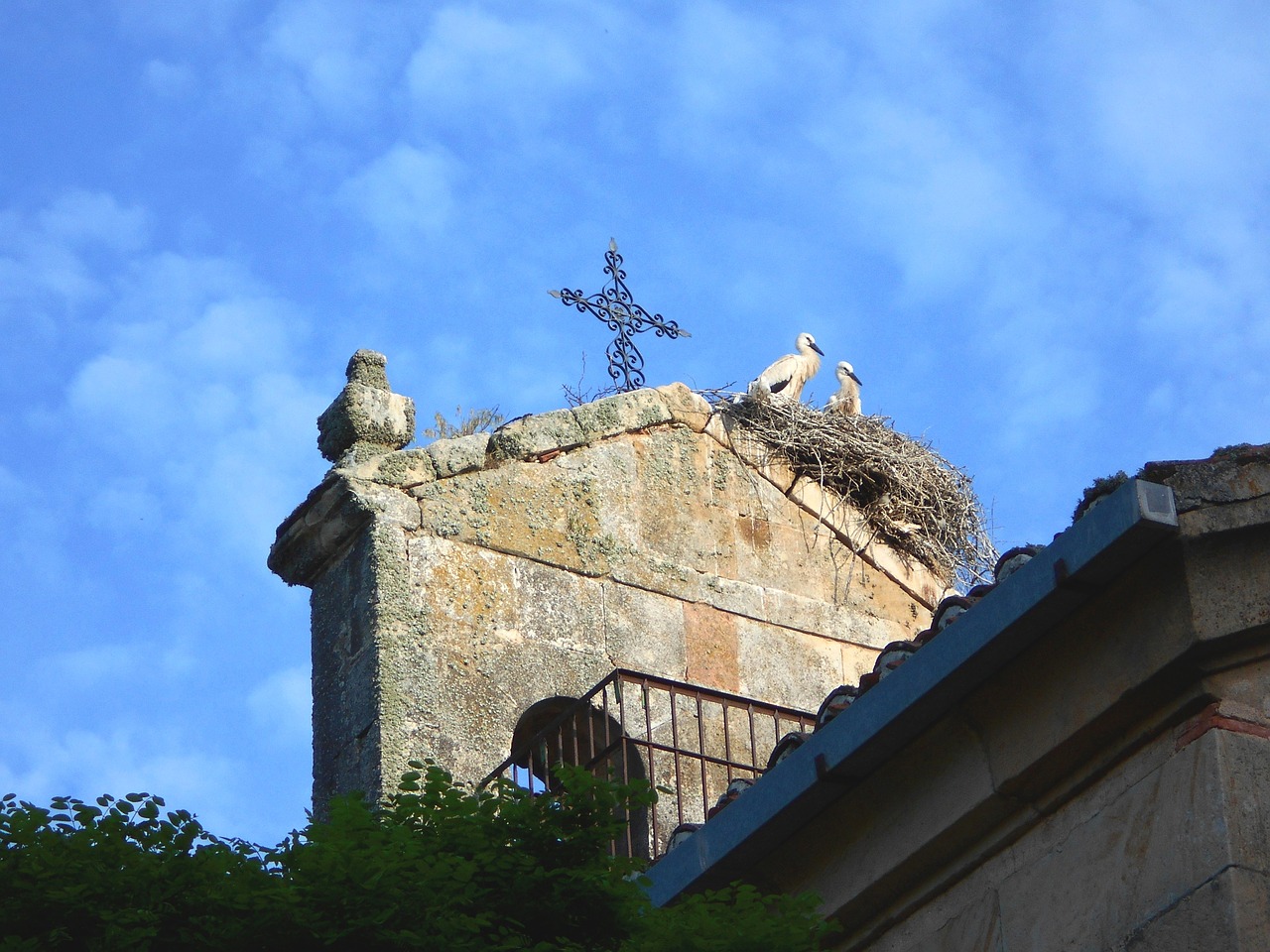 storks chick bell tower free photo