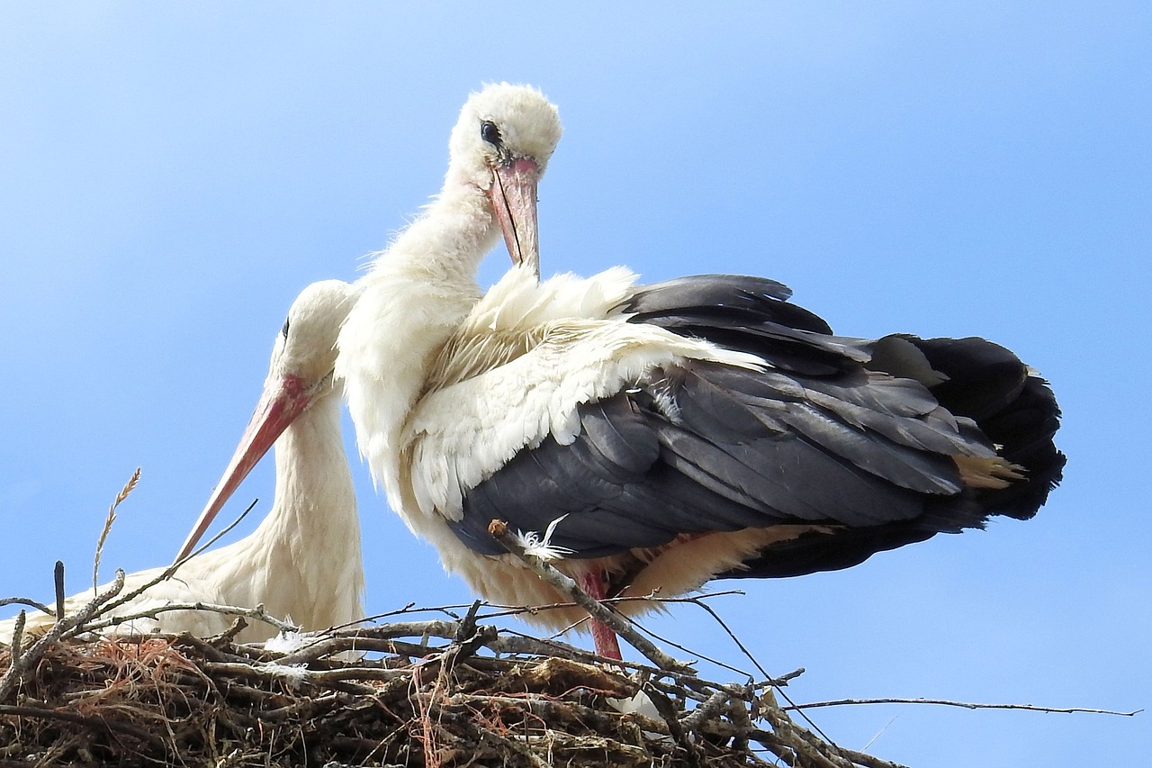 storks stork couple storchennest free photo