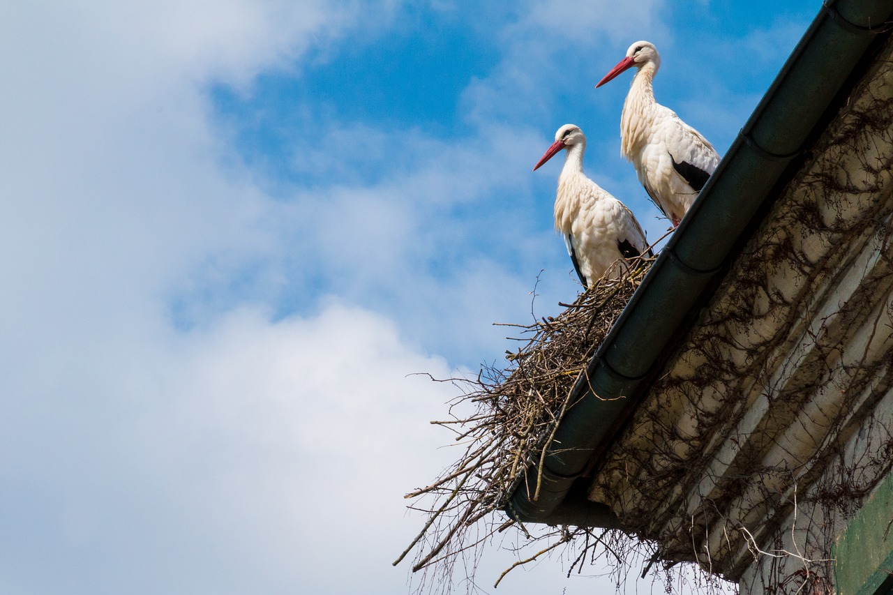 storks nest stork free photo