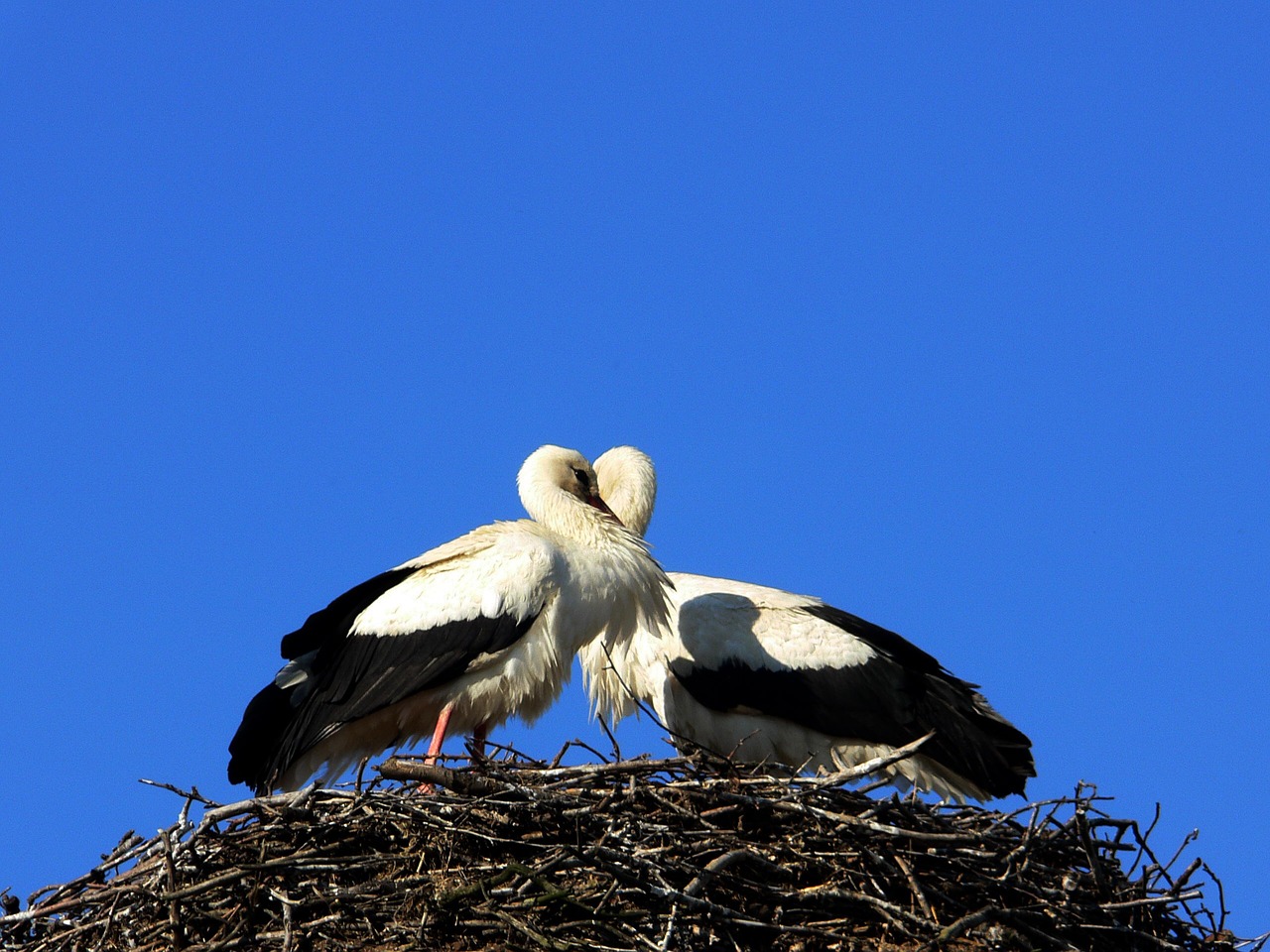 storks spring heart free photo