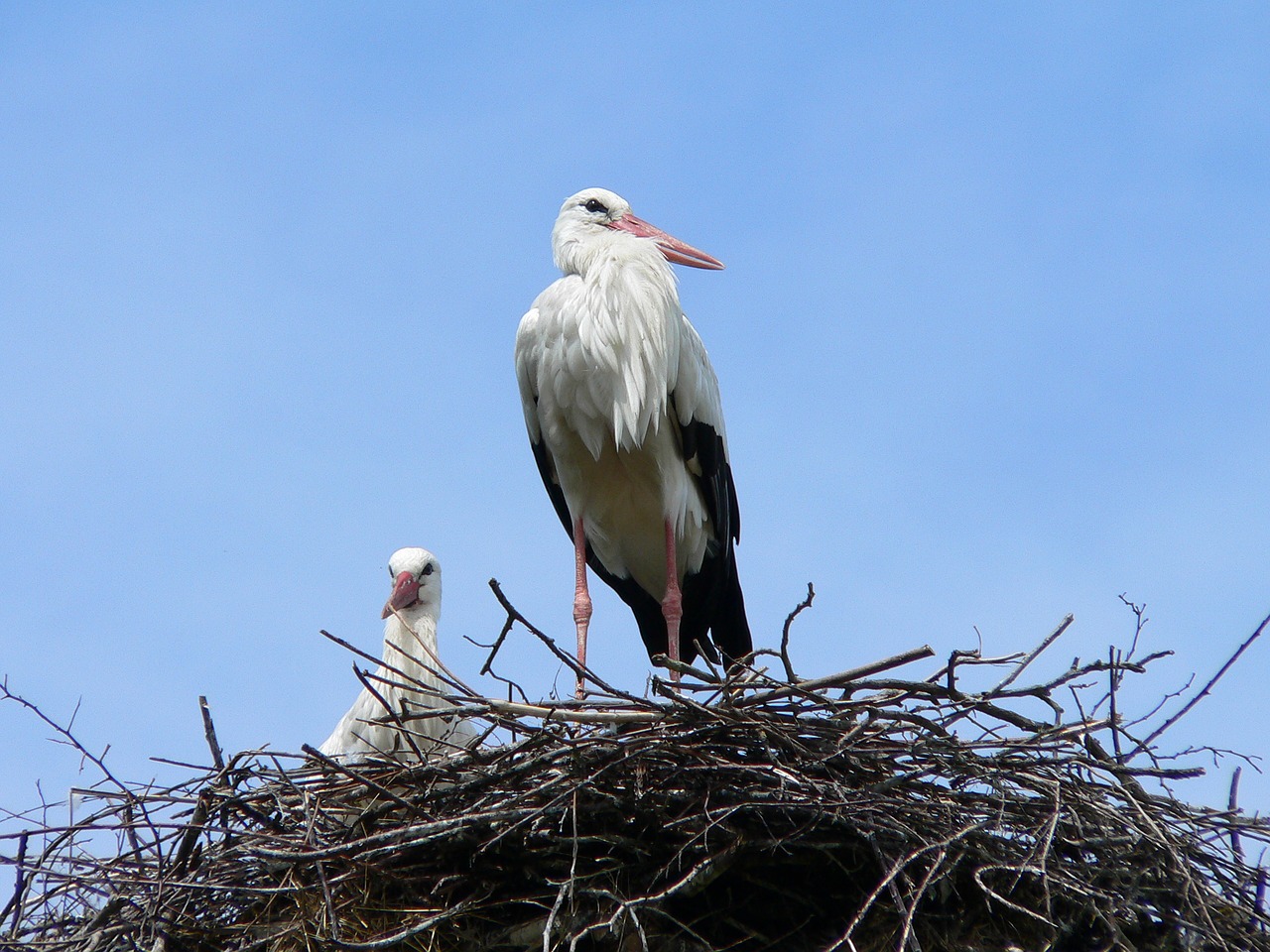 storks nest sky free photo