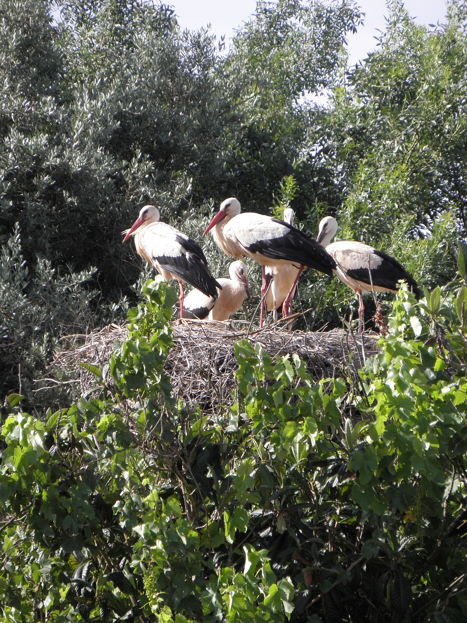 storks stork ready free photo