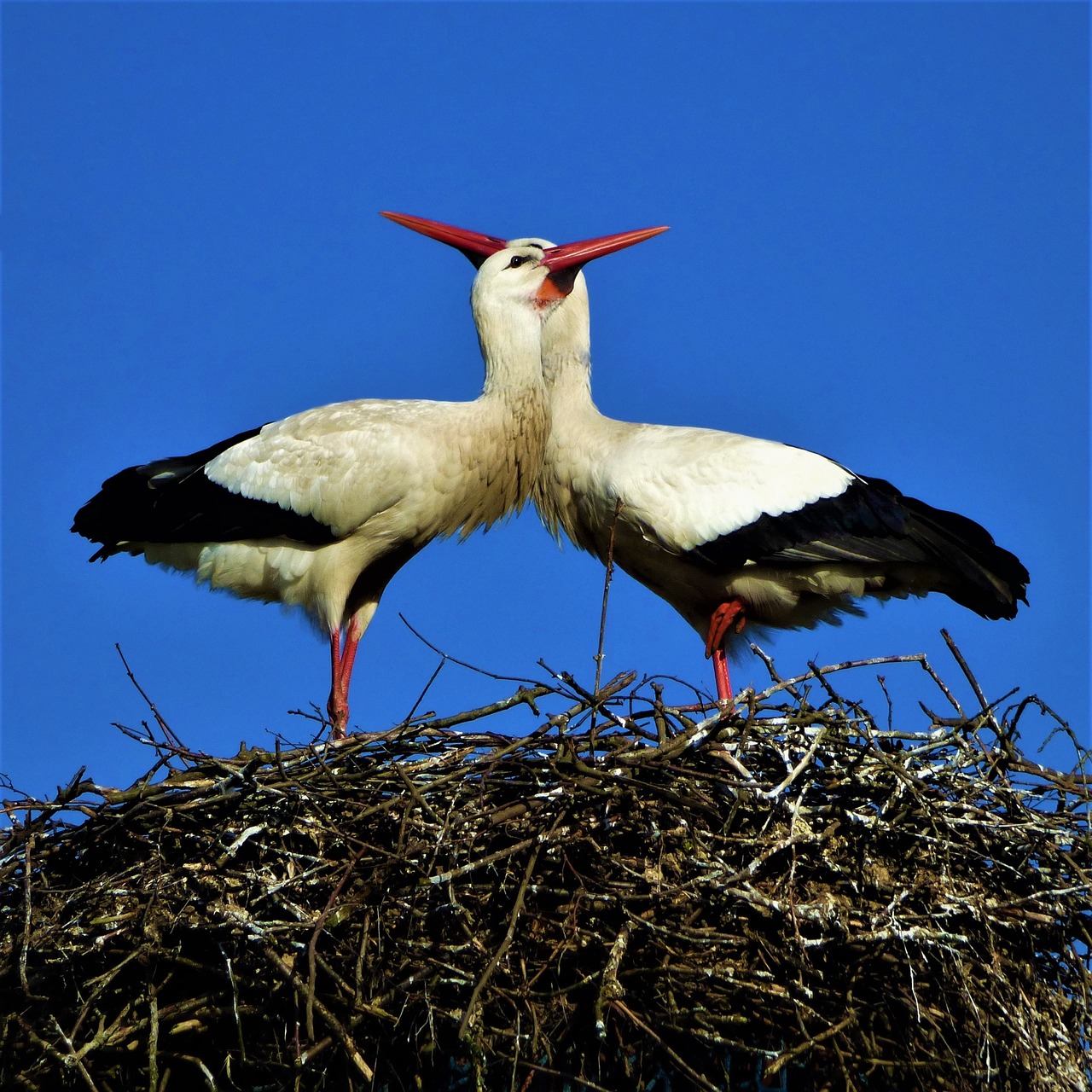 storks storchenpaaar beaks free photo