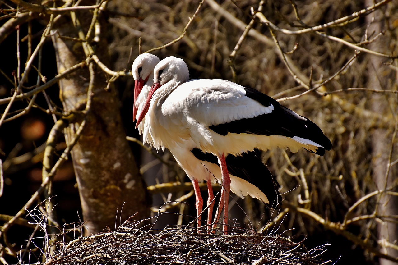 storks nest building pair free photo