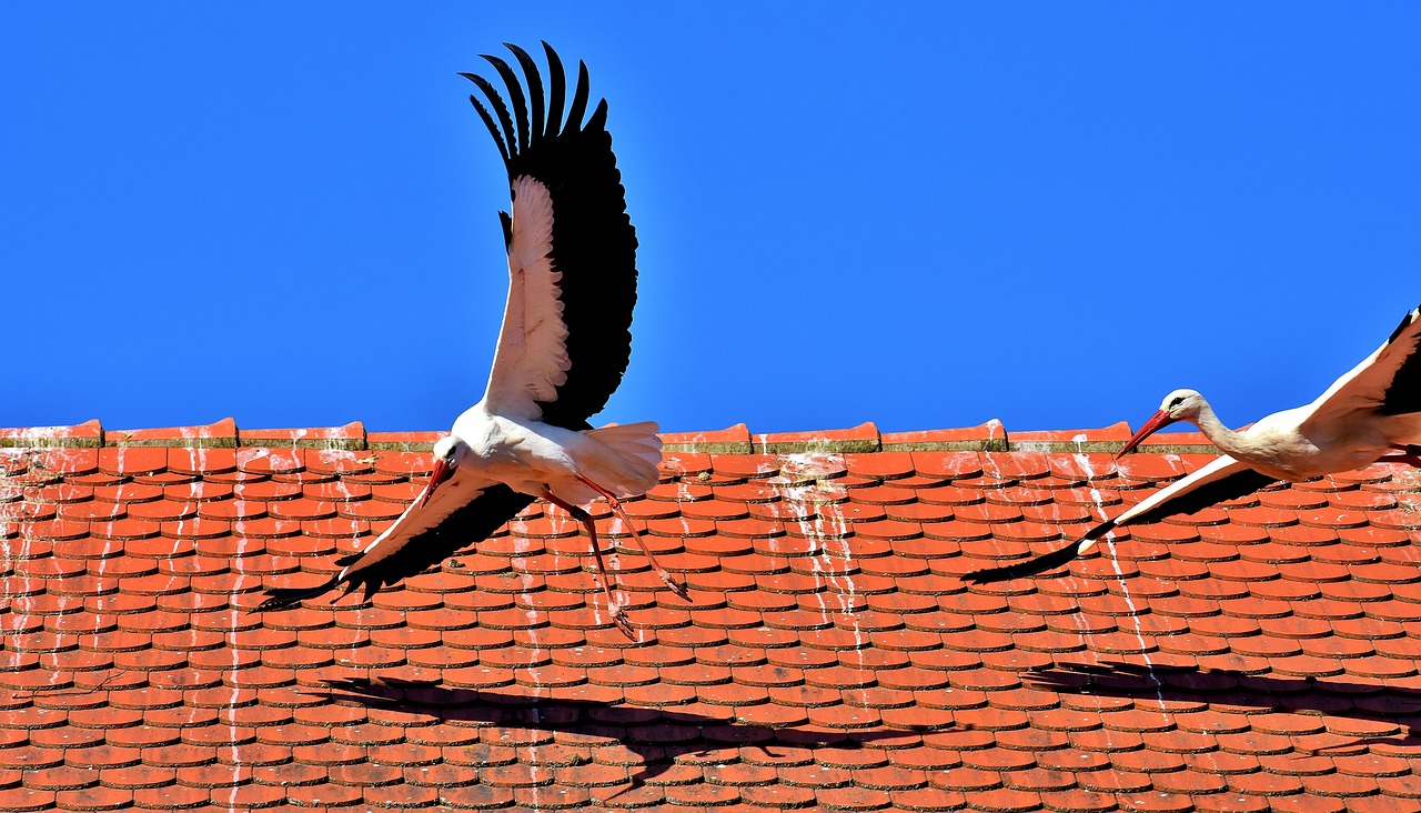 storks birds fly free photo