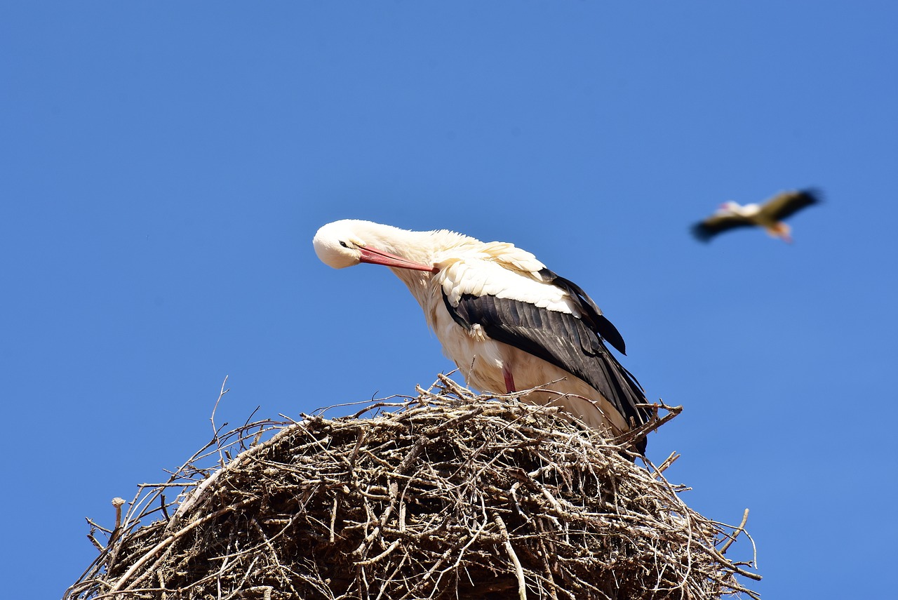 storks pair nest building free photo