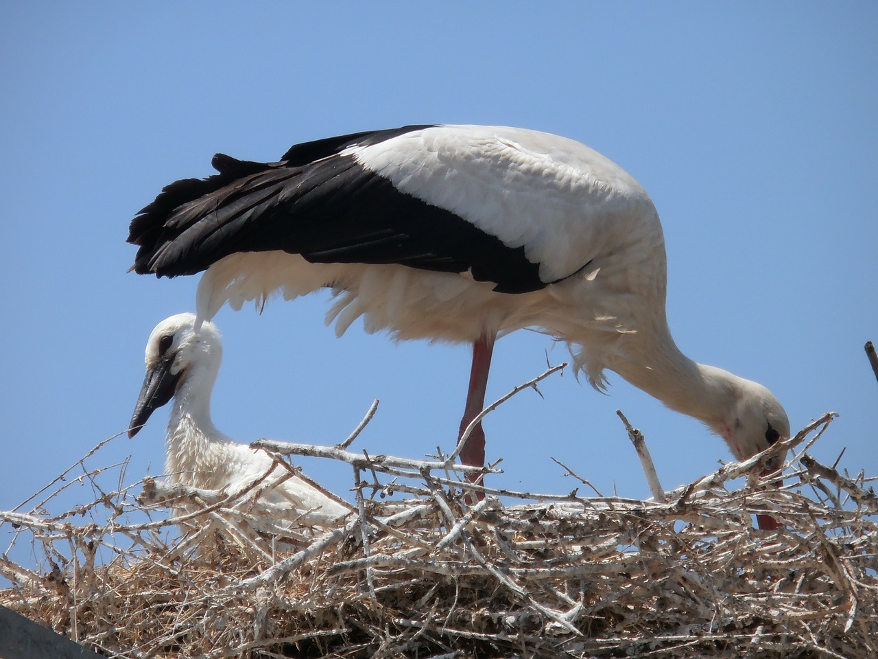 storks animals camargue free photo