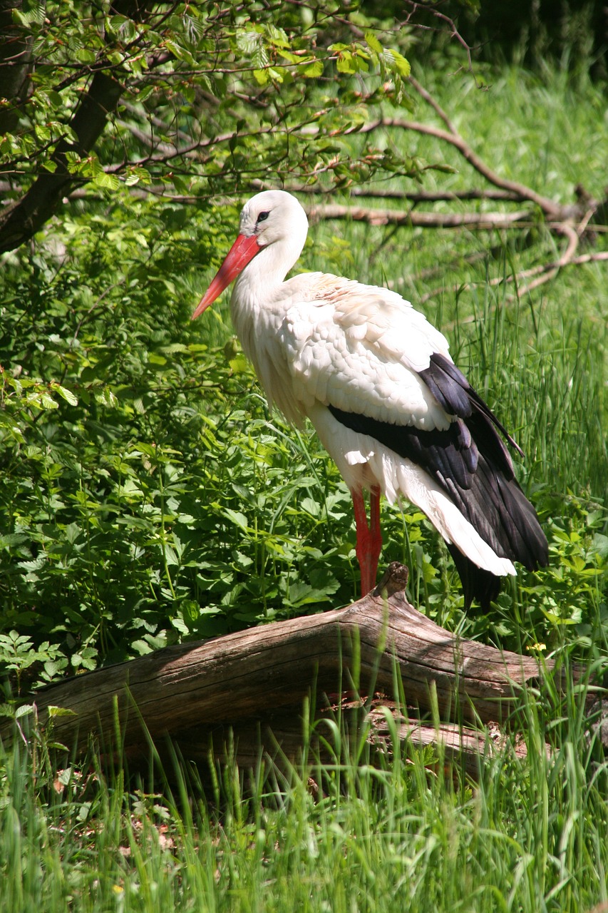 storks birds animal picture free photo