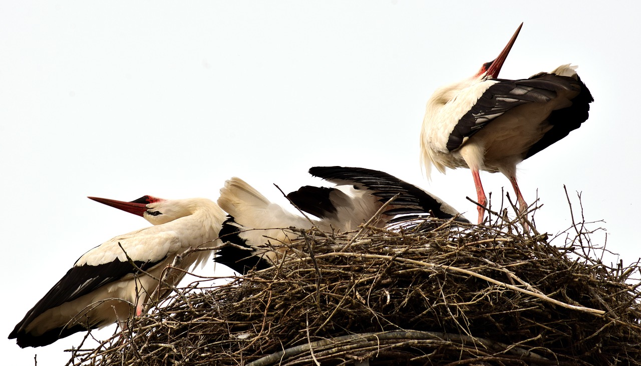 storks stork couple welcome free photo