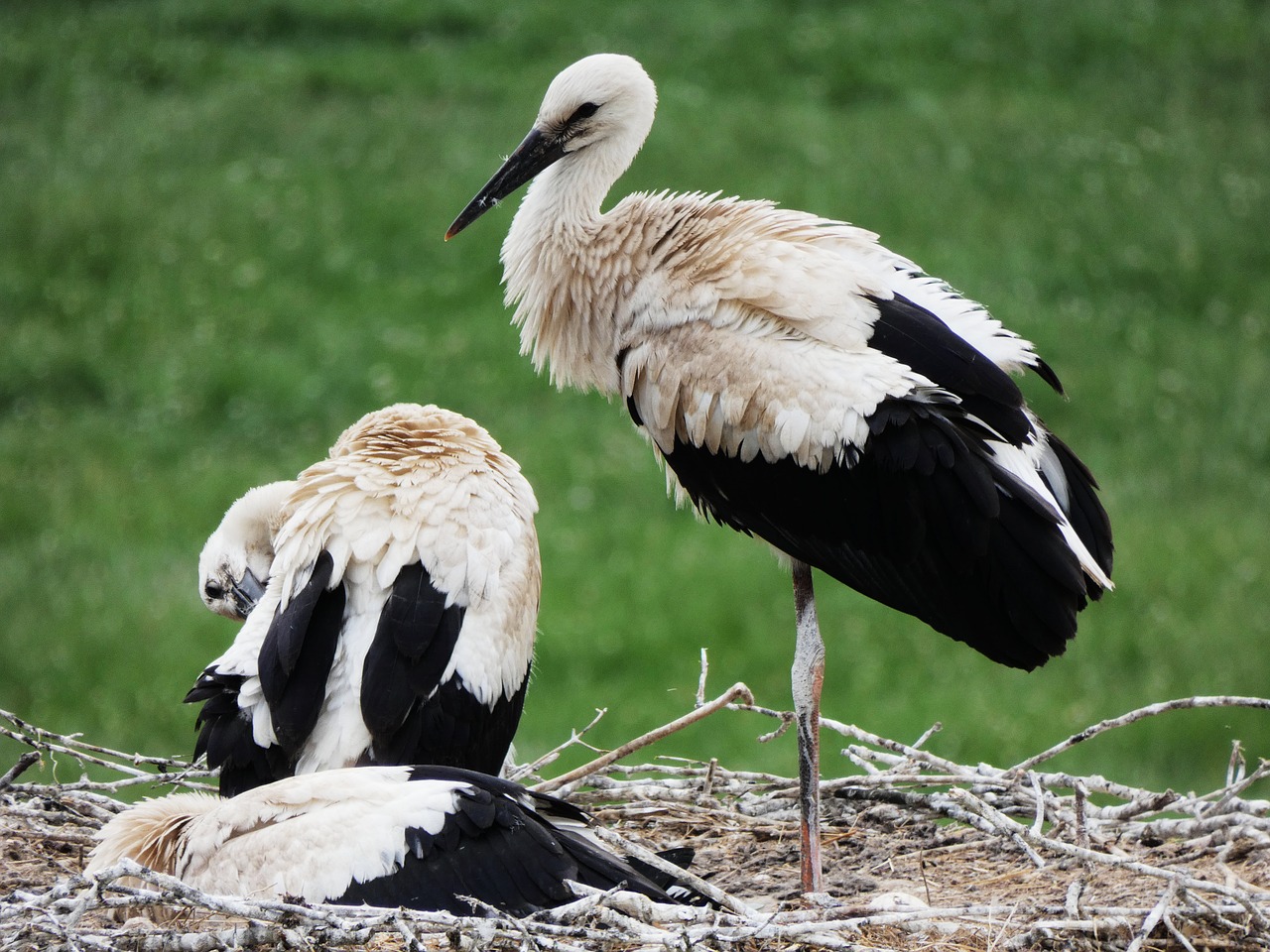 storks nest storchennest free photo