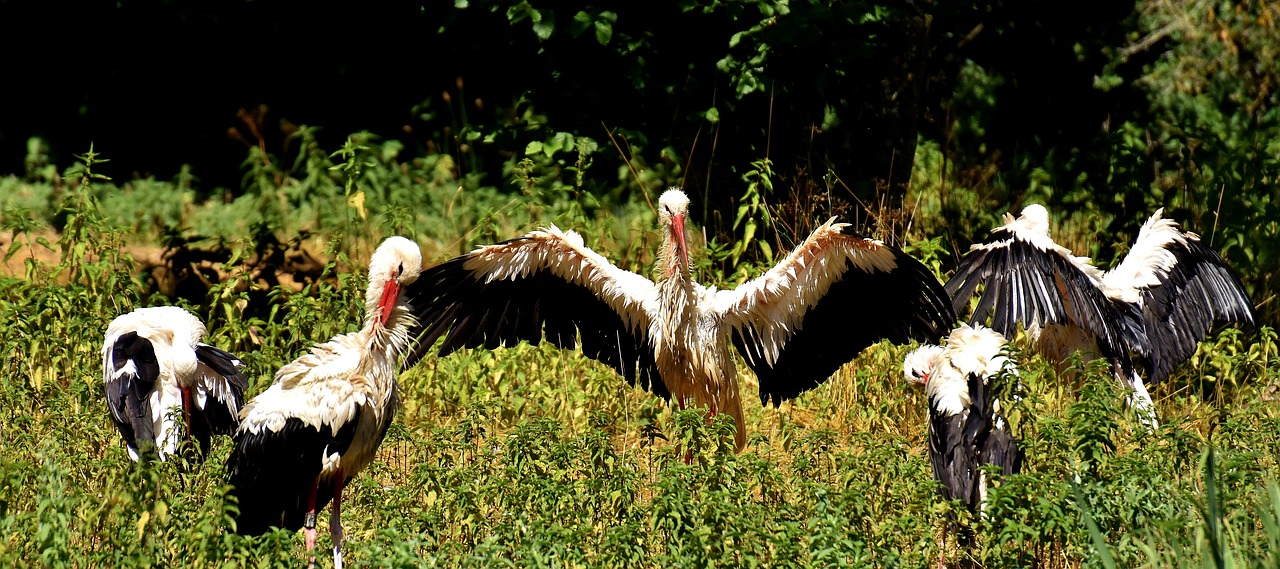 storks fly birds free photo