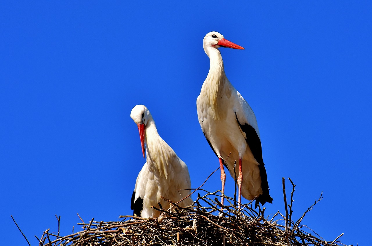 storks pair birds free photo