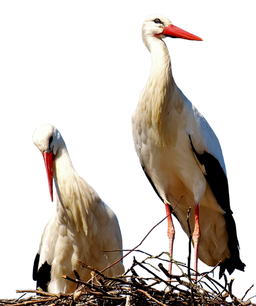 storks pair birds free photo