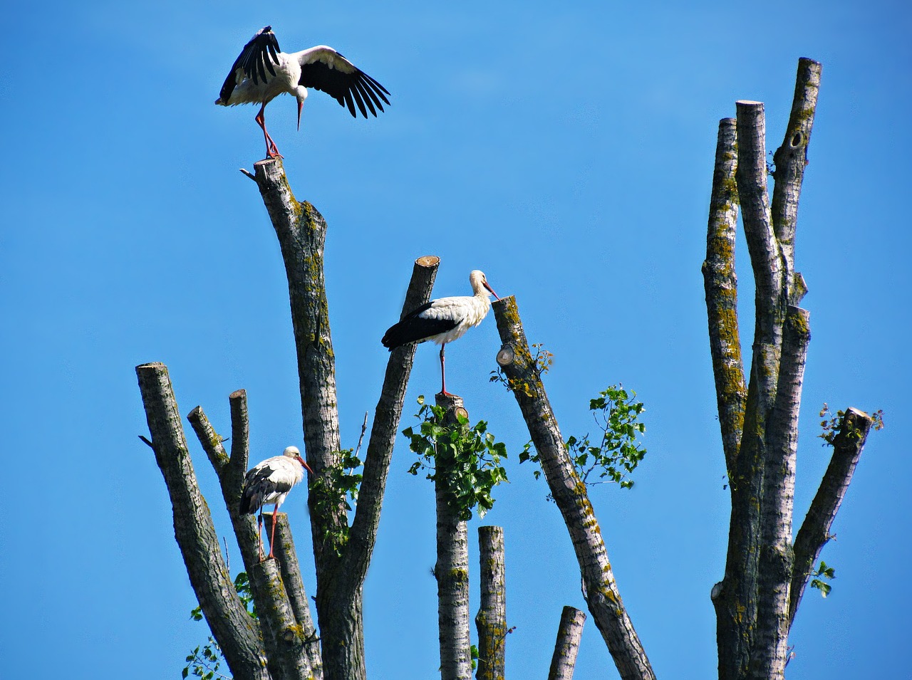 storks tree stork free photo