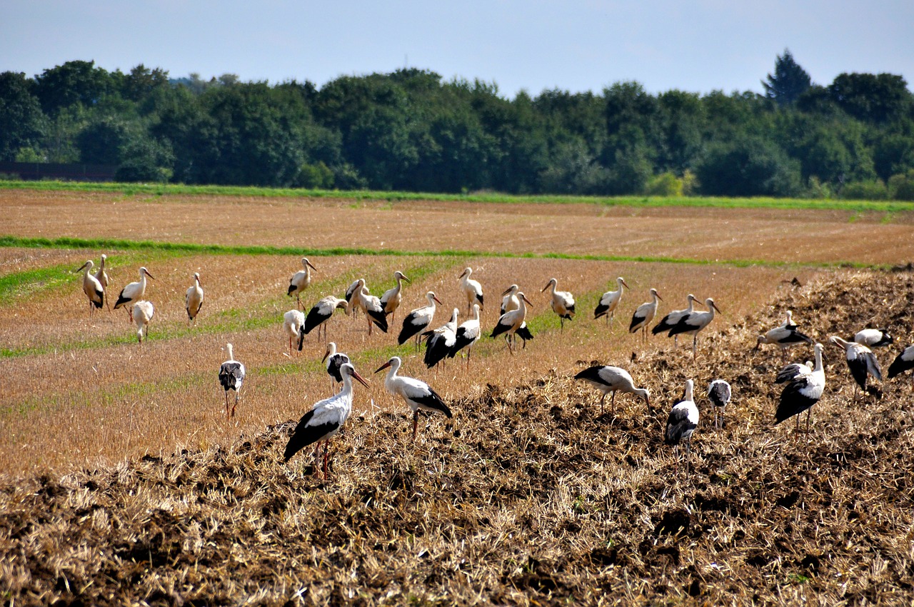 storks meeting field free photo
