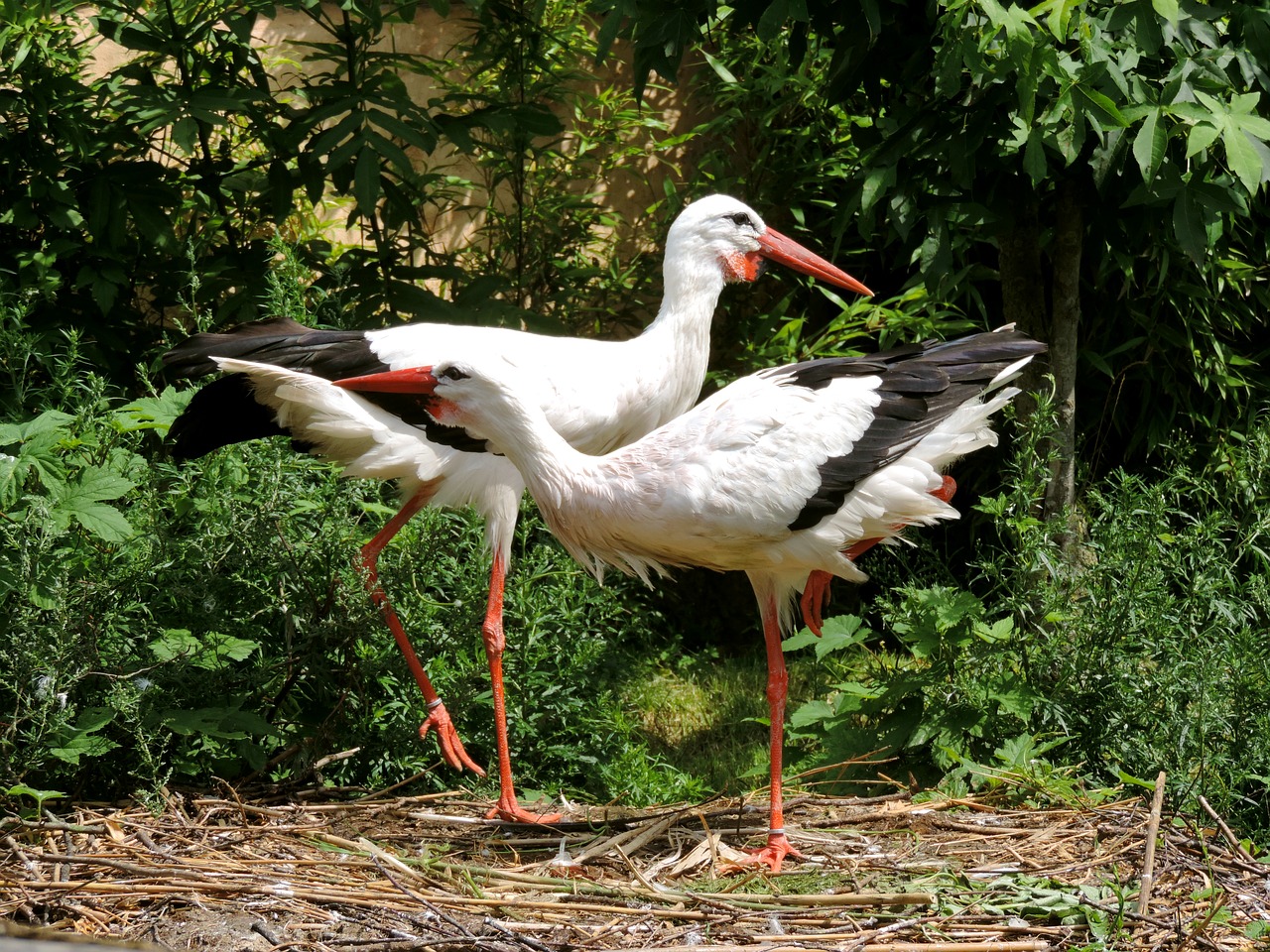 storks stork couple storchennest free photo