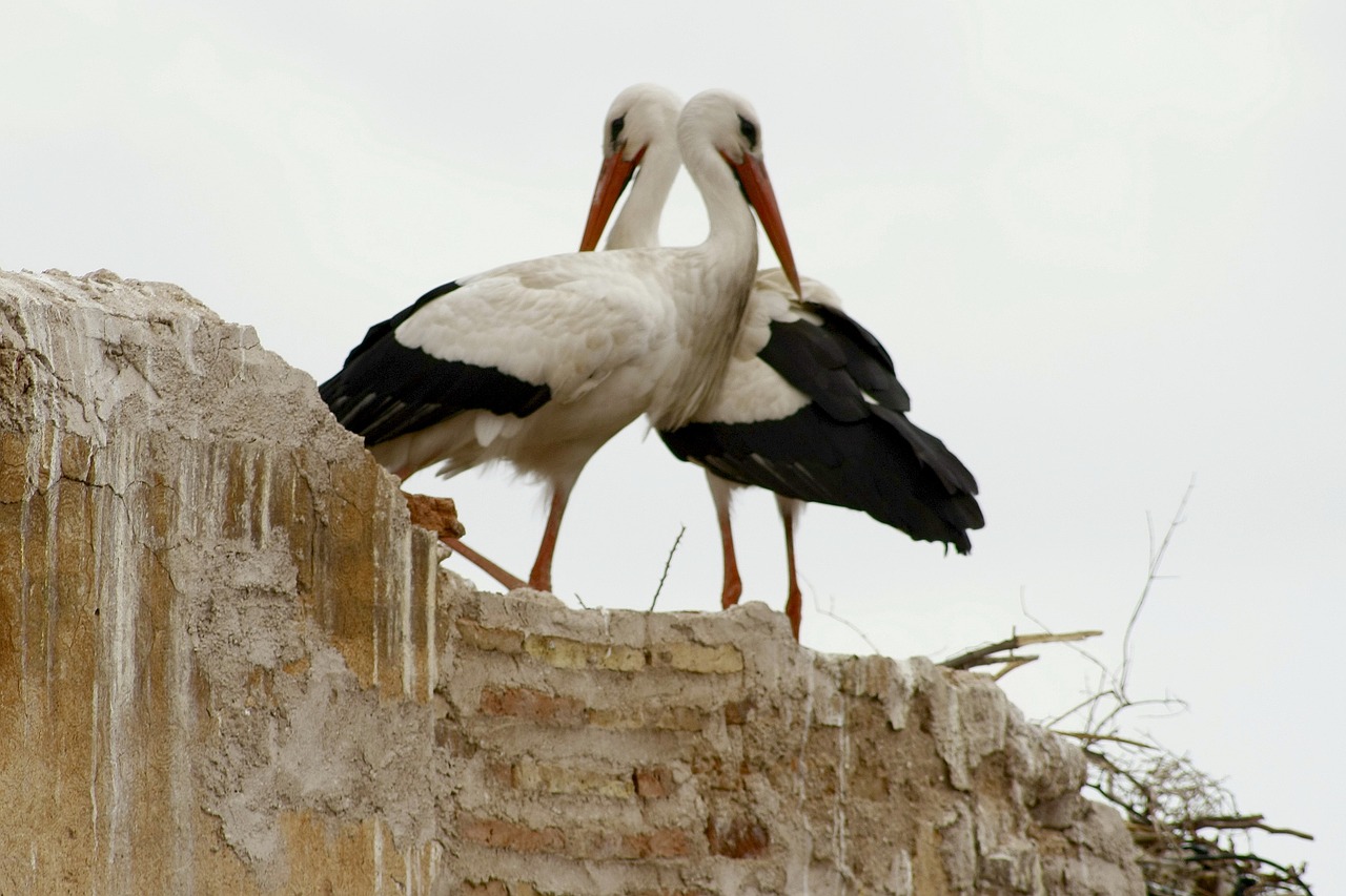 storks marrakech love game free photo