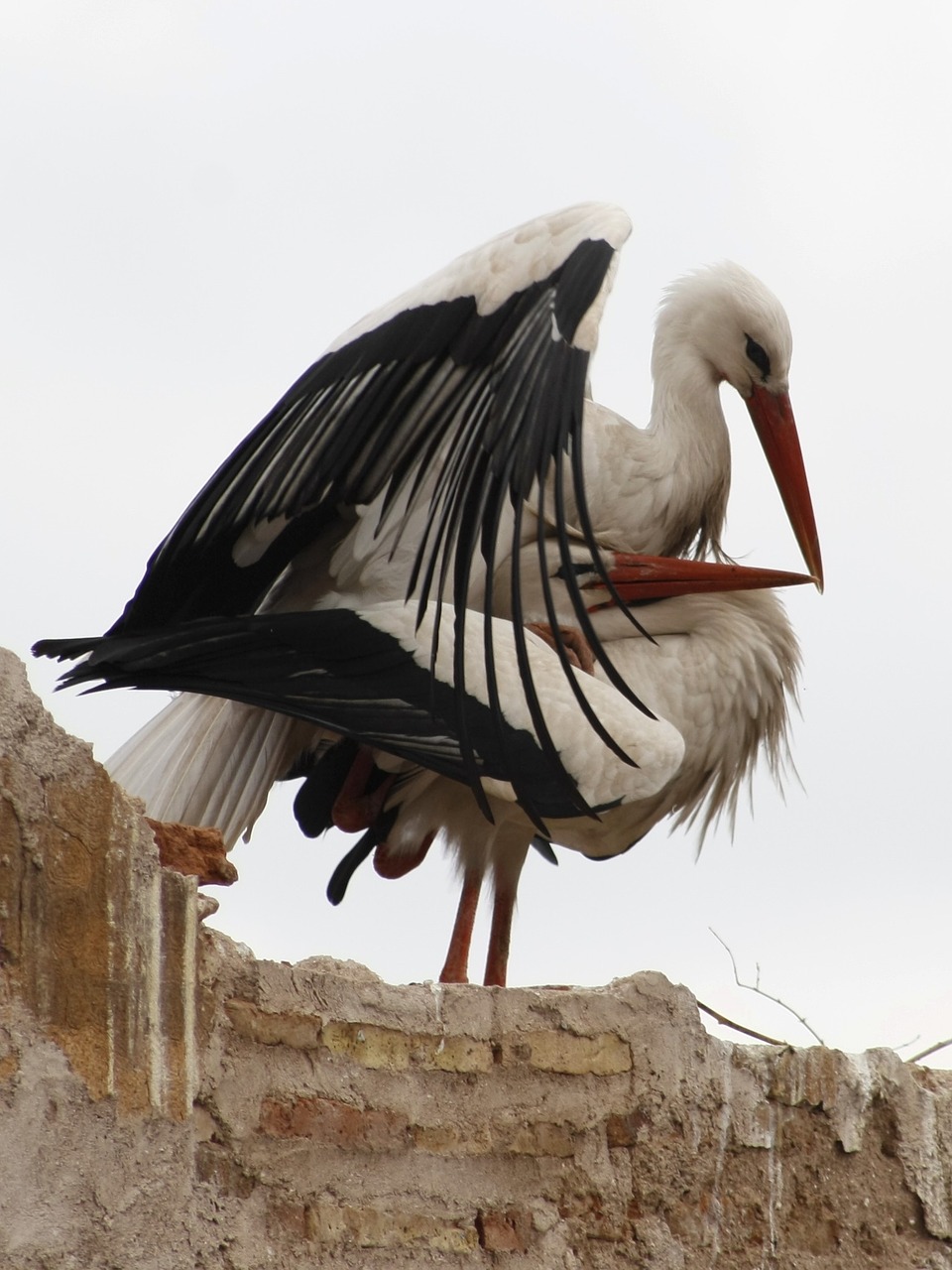 storks marrakech love game free photo