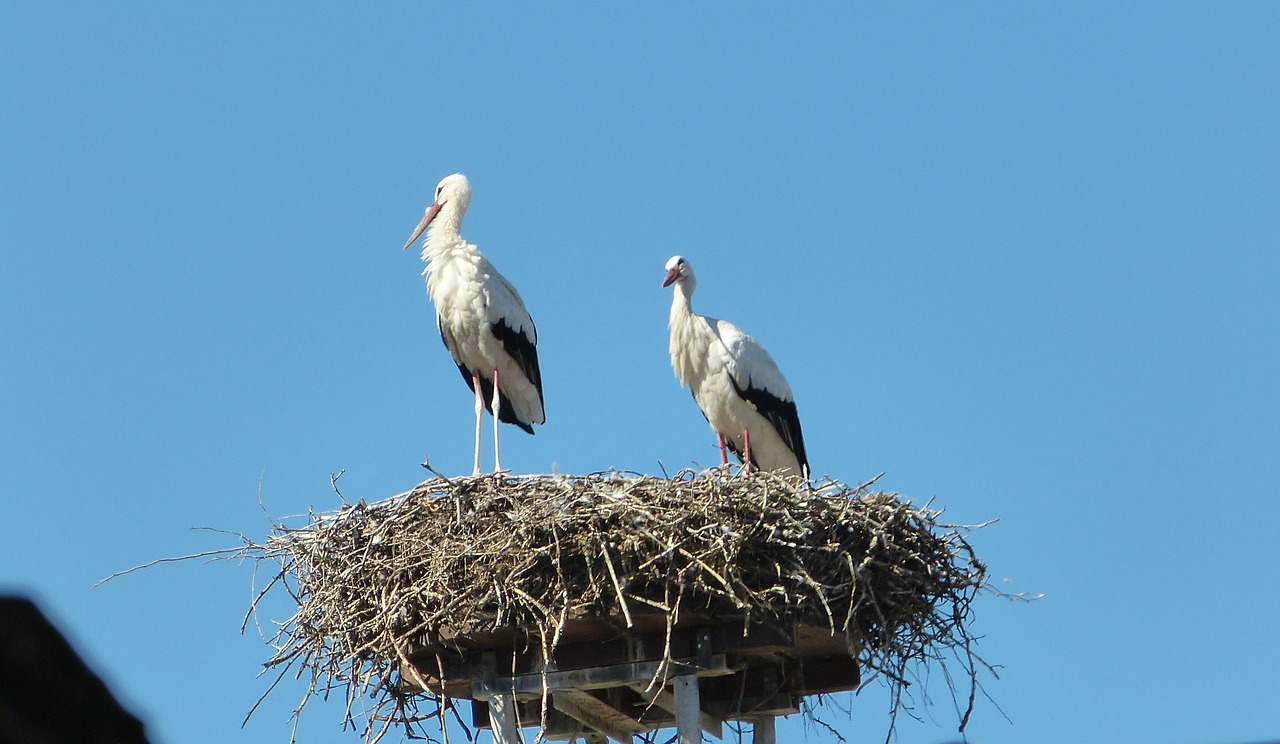 storks nest roof free photo