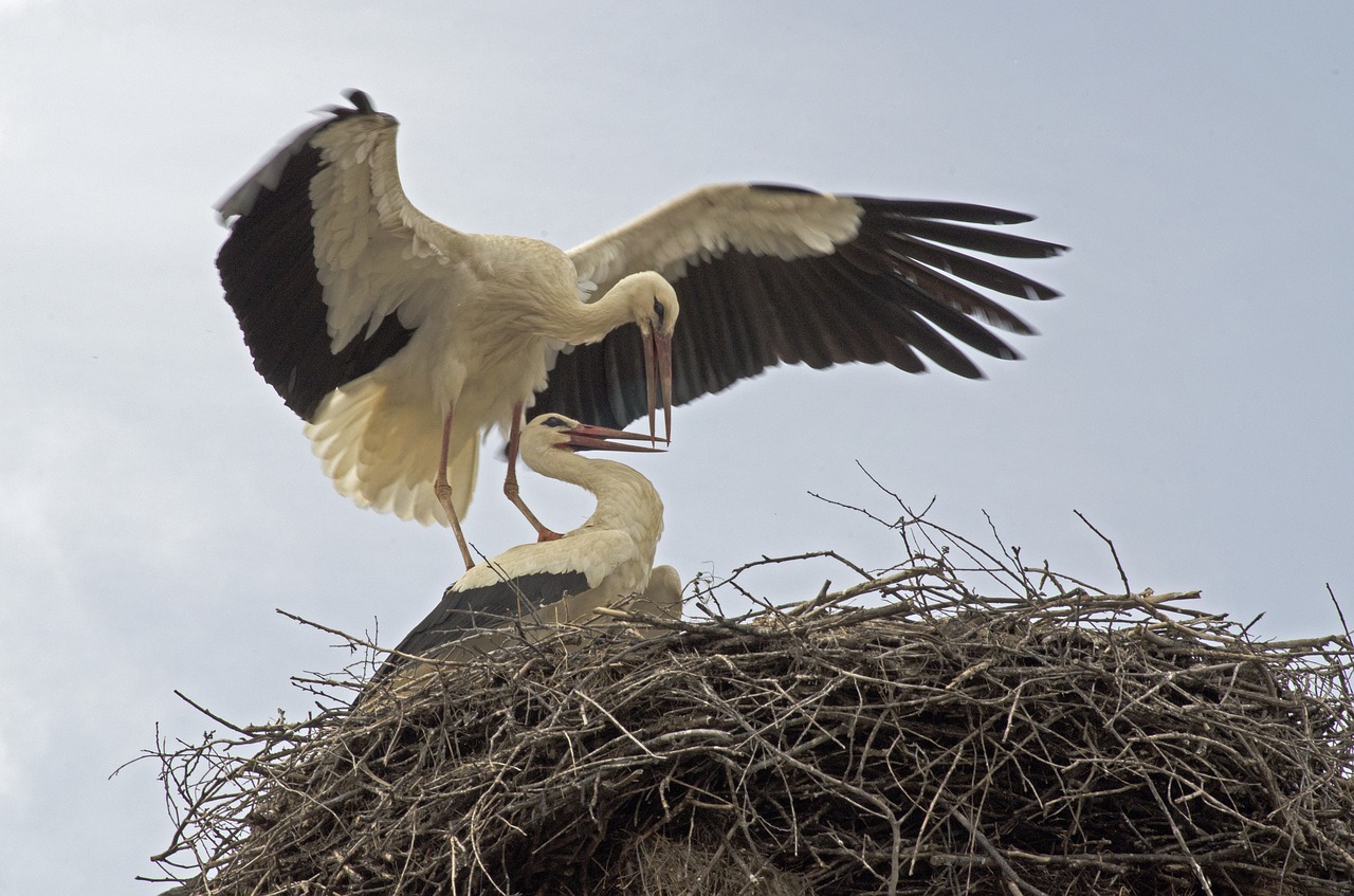 storks migrating birds bulgaria free photo