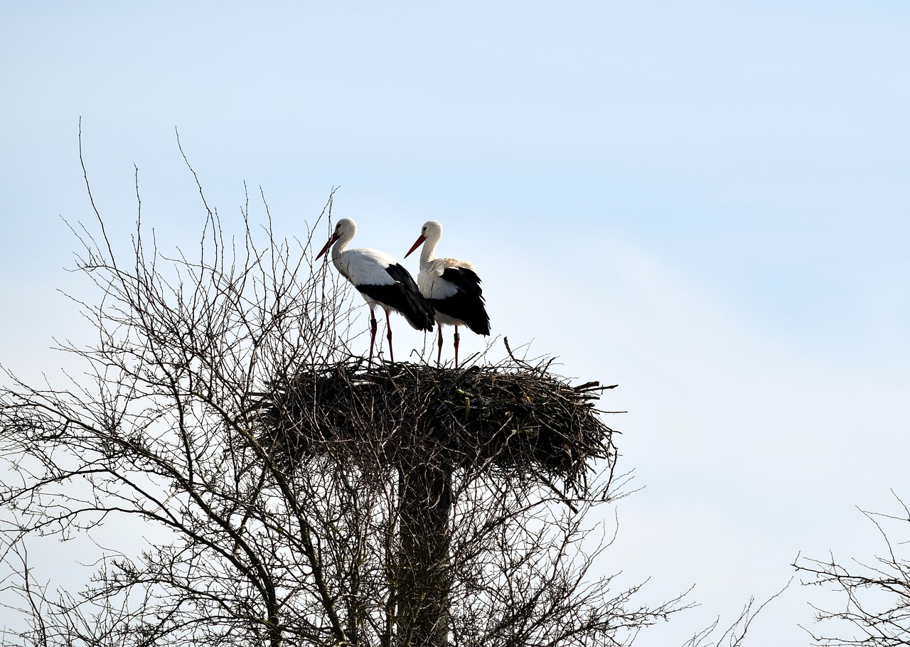 storks bird animal world free photo