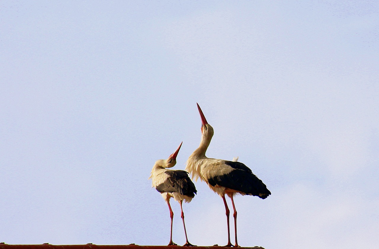 storks  spring  birds free photo