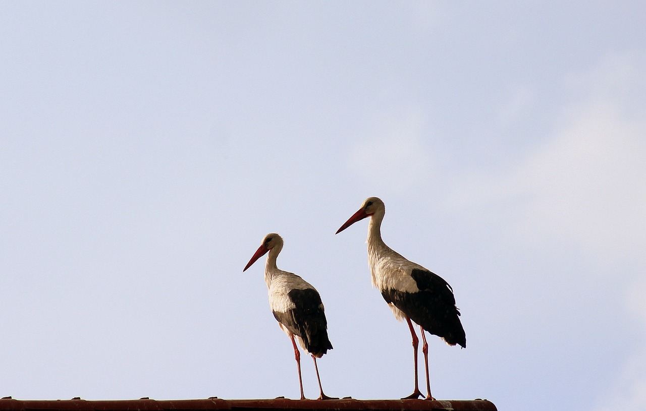 storks  birds  para free photo