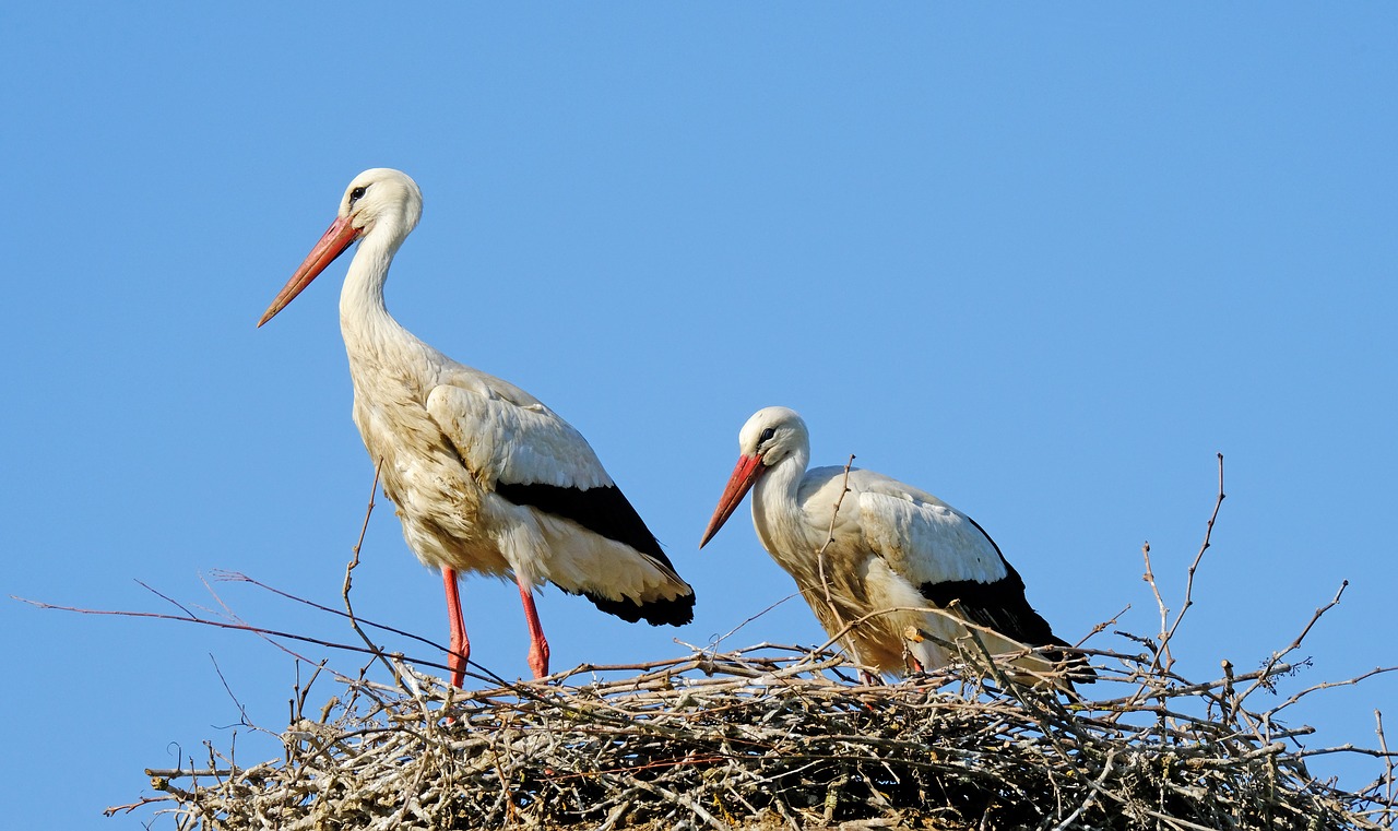 storks  couple  nest free photo