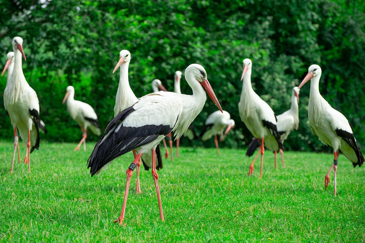 storks  bird on a green meadow  free running storks free photo