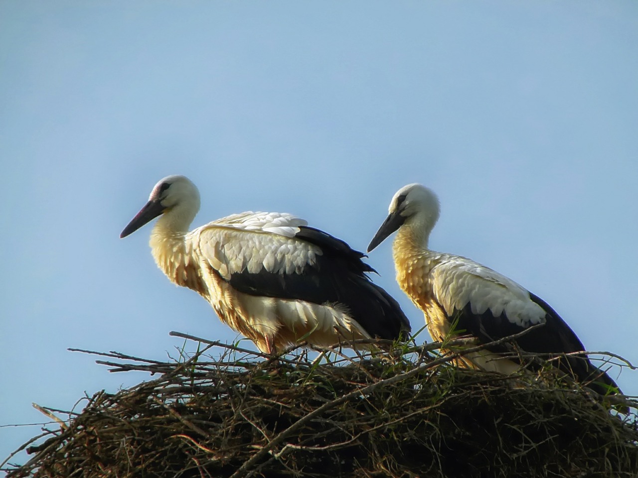 storks birds nest free photo