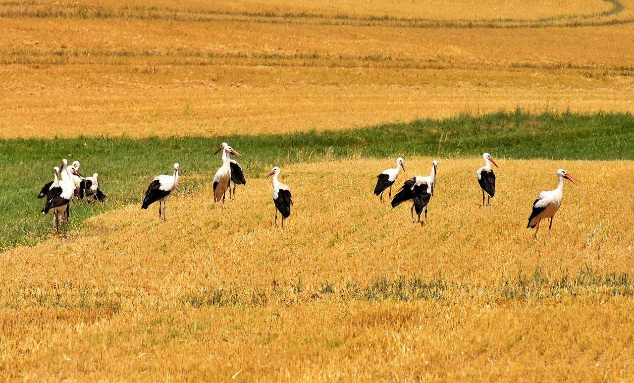 storks  field  nature free photo