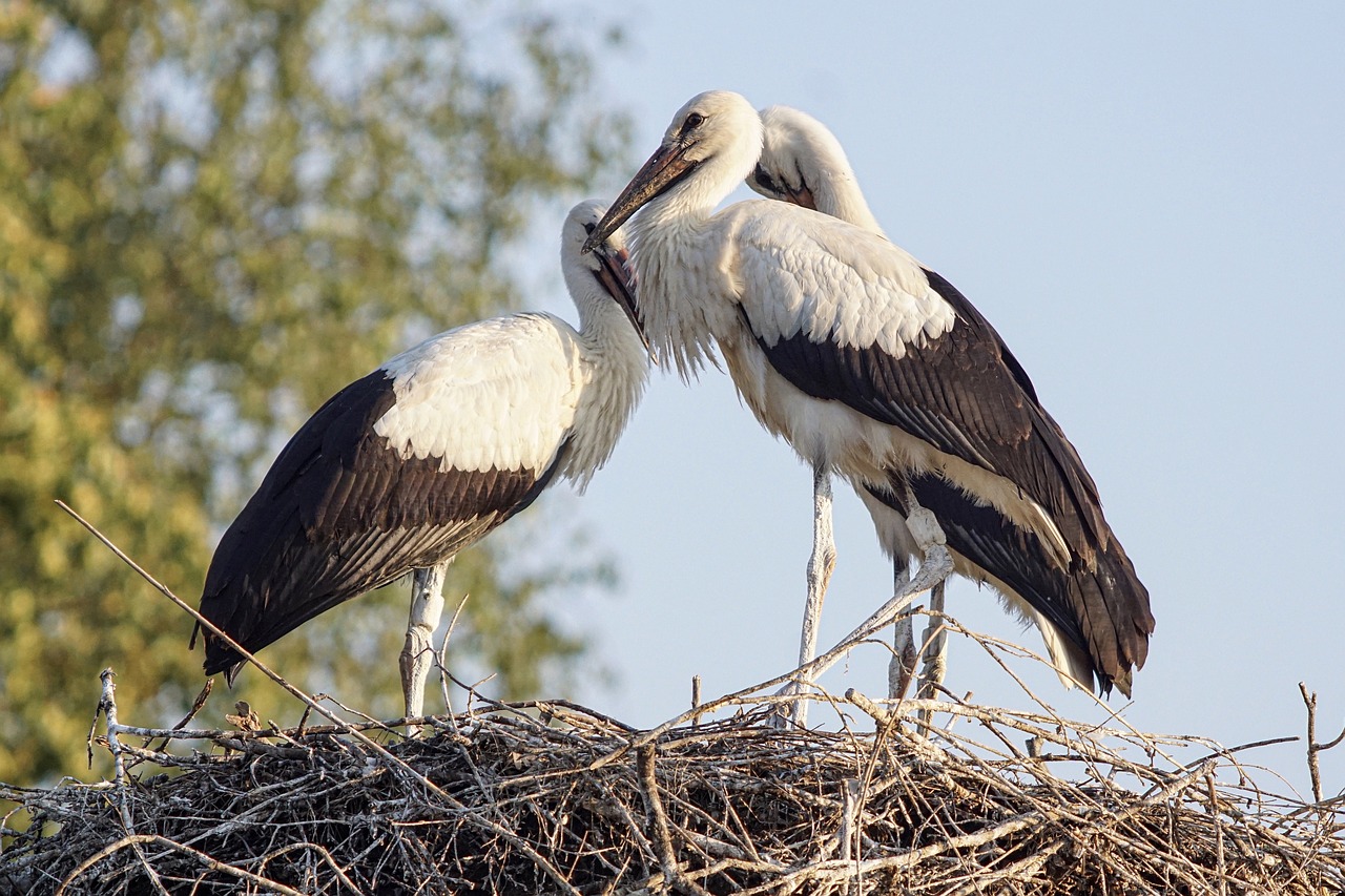 storks  stork  rattle stork free photo