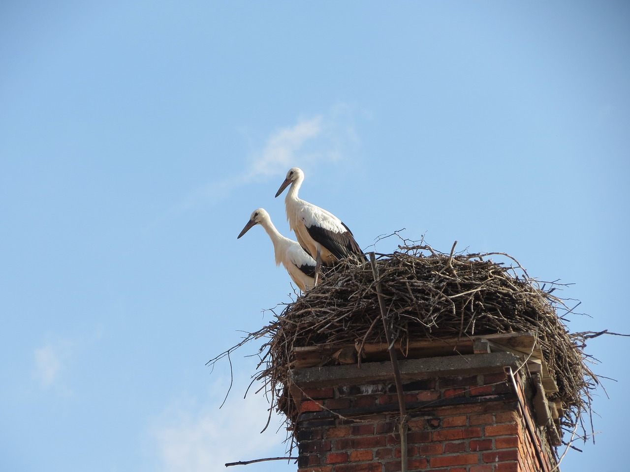 storks  nest  stork free photo