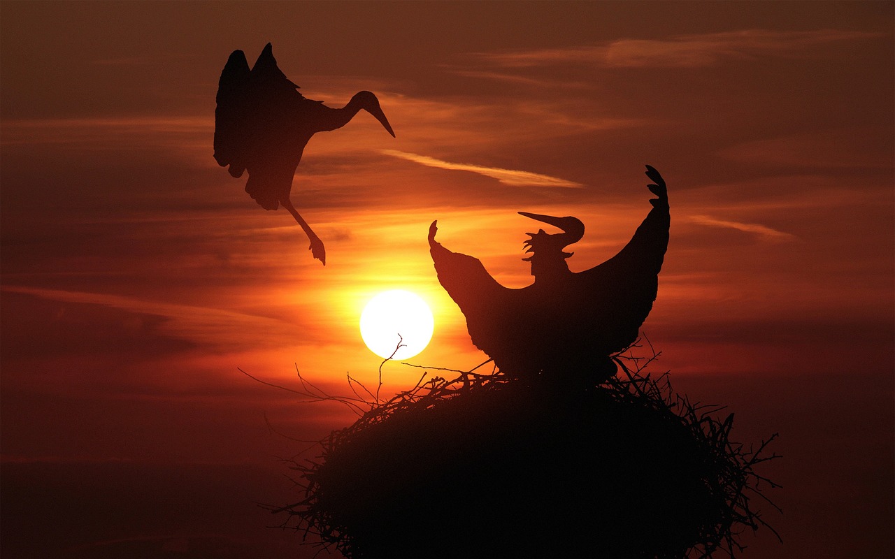 storks  nest  sunset free photo