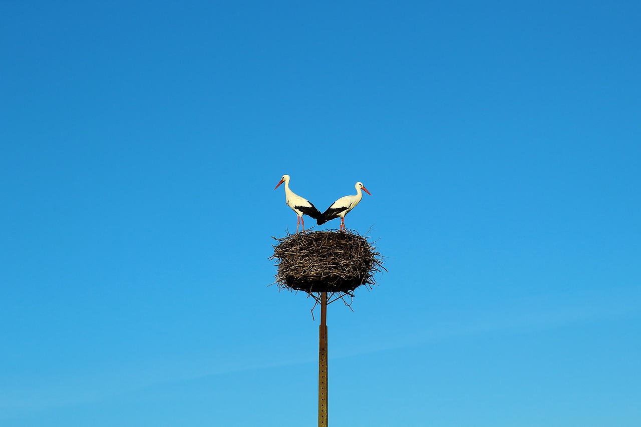 storks  birds  nature free photo