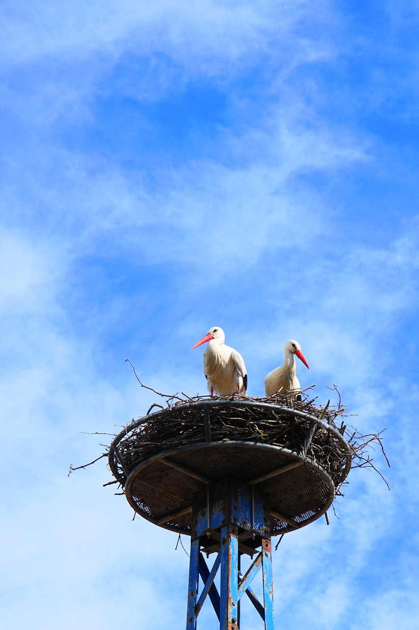 storks  birds  nest free photo